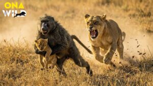 WILD SAVANNAH: RISE of the BABOON TROOP Against the Lions of the Grasslands | Wildlife Documentary