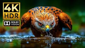 Video Epic 4K Wildlife Discovery Journey | Dolby Vision HDR 4K 60fps