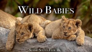 Baby Animals 4K - Amazing World Of Young Animals | Scenic Relaxation Film